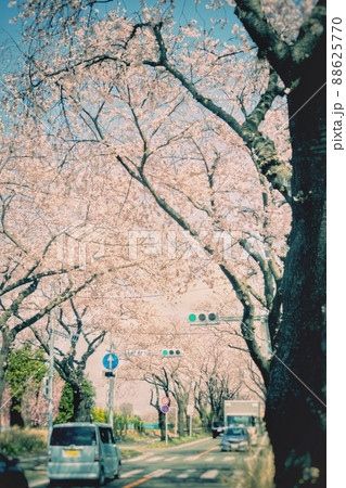 【瀬谷】都市郊外、市民が憩う並木道 【瀬谷】都市郊外、市民が憩う並木道 88625770