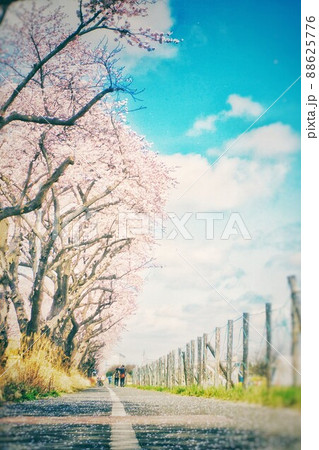 【瀬谷】都市郊外、市民が憩う並木道 【瀬谷】都市郊外、市民が憩う並木道 88625776