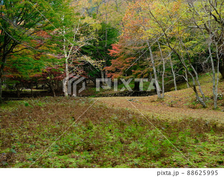 11月の滑床自然森林公園 11月の滑床自然森林公園 88625995