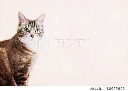 猫 見つめる可愛いトラ猫の背景 コピースペース 余白 美猫 絵画風 猫 見つめる可愛いトラ猫の背景 コピースペース 余白 美猫 絵画風 88625996