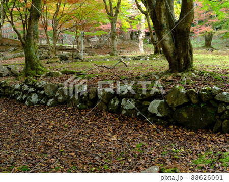 晩秋の滑床自然森林公園内の巨樹と落ち葉 88626001