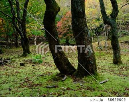 晩秋の滑床自然森林公園内の巨木 晩秋の滑床自然森林公園内の巨木 88626006