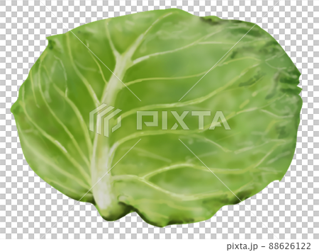 キャベツ2 88626122