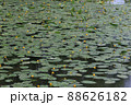 6月の北海道・大沼公園　コウホネ 88626182