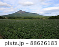 6月の北海道・大沼公園　ジャガイモの花と駒ヶ岳 88626183