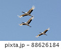 6月の北海道・道東　丹頂一家 88626184