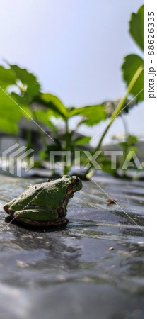 春のカエル 88626335