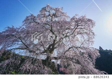 又兵衛桜 又兵衛桜 88626343