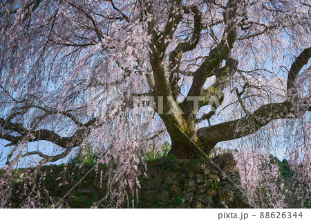 又兵衛桜 又兵衛桜 88626344