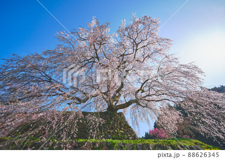 又兵衛桜 又兵衛桜 88626345