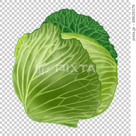 キャベツ 88626376