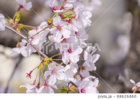 桜の花　ソメイヨシノ　【大阪--阪急神崎川駅前】 88626860