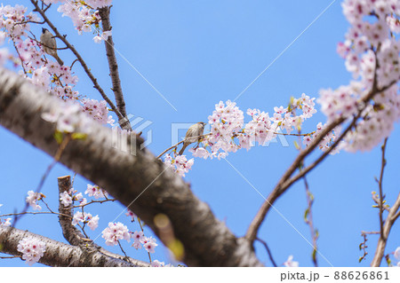 桜の花　ソメイヨシノ　雀　野鳥 88626861