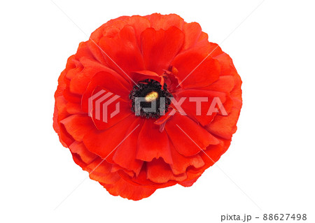 【ラナンキュラス】 (深度合成) 88627498