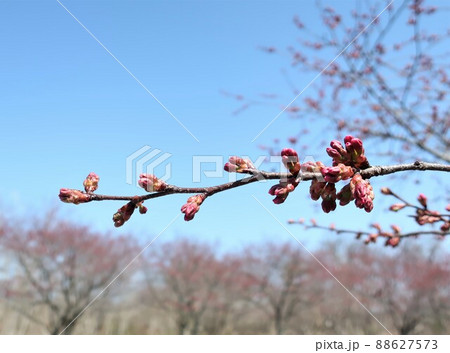 新潟県 清潟公園の桜 新潟県 清潟公園の桜 88627573