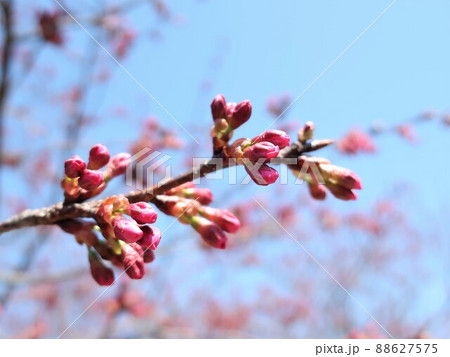 新潟県　清潟公園の桜 88627575