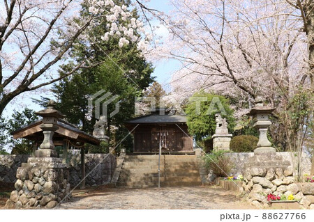2021日本で一番幸せな町に選ばれた埼玉県鳩山町で600年の歴史ある桜満開の三嶋神社 2021日本で一番幸せな町に選ばれた埼玉県鳩山町で600年の歴史ある桜満開の三嶋神社 88627766