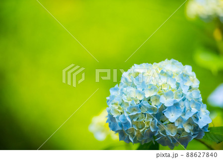 6月の梅雨に合わせて咲く花 アジサイ/ 88627840