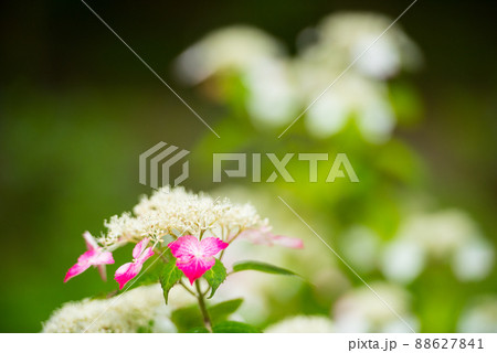 6月の梅雨に合わせて咲く花 アジサイ/ 88627841