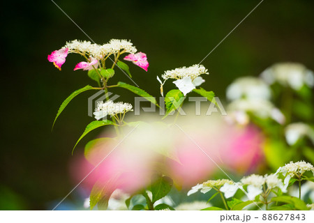 6月の梅雨に合わせて咲く花 アジサイ/ 88627843