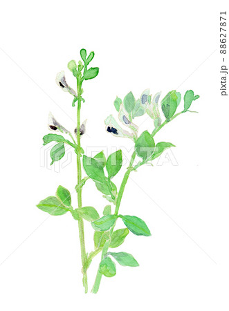 Vicia faba ソラマメの花の水彩イラスト 88627871