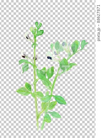 Vicia faba ソラマメの花の水彩イラスト 88627871