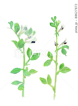 Vicia Faba ソラマメの花の水彩イラストのイラスト素材