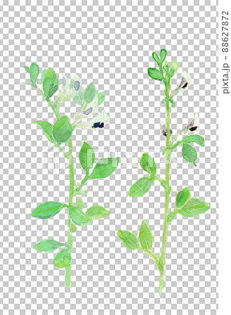 Vicia faba ソラマメの花の水彩イラスト 88627872