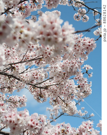 桜の花素材　 88628142