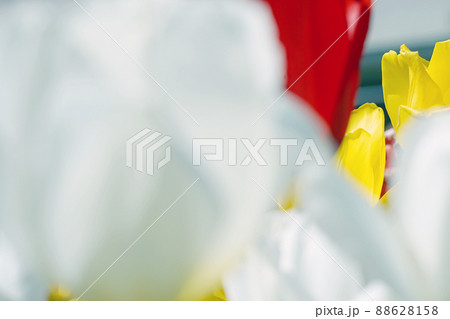 チューリップ☆Tulip チューリップ☆Tulip 88628158