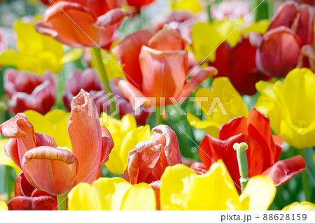 チューリップ☆Tulip 88628159