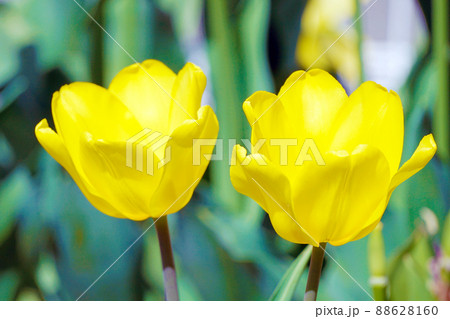 チューリップ☆Tulip チューリップ☆Tulip 88628160