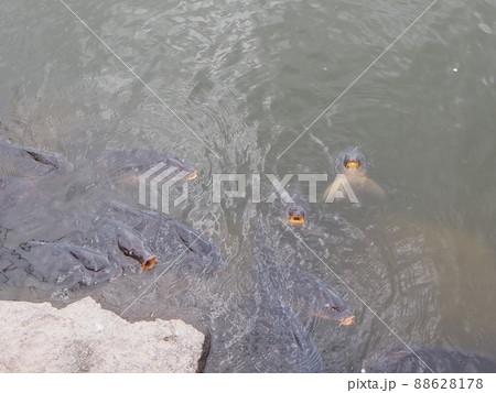 食べ物を欲しがる魚 食べ物を欲しがる魚 88628178