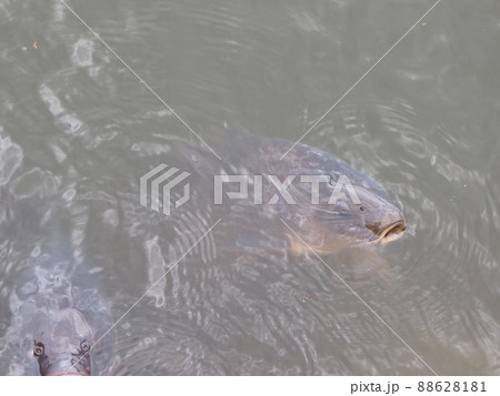 食べ物を欲しがる魚 88628181