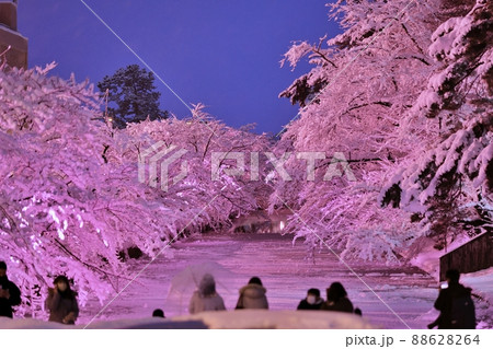 冬に咲く桜ライトアップ（青森県弘前市） 88628264