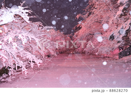 冬に咲く桜ライトアップ（青森県弘前市） 88628270