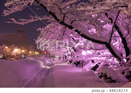 冬に咲く桜ライトアップ（青森県弘前市） 88628274