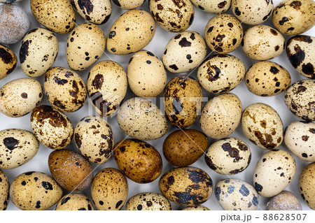 Background from quail eggs. Easter background. Easter quail eggs. Background from quail eggs. Easter background. Easter quail eggs. 88628507