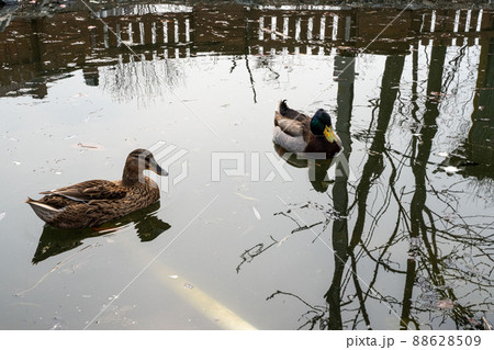 Wild ducks resting on lake shore. Birdwatching concept 88628509