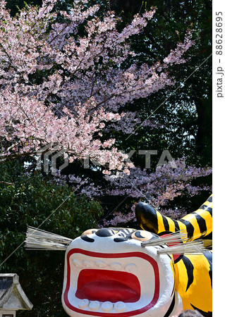 信貴山の寅と桜 88628695