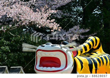 信貴山の寅と桜 88628697