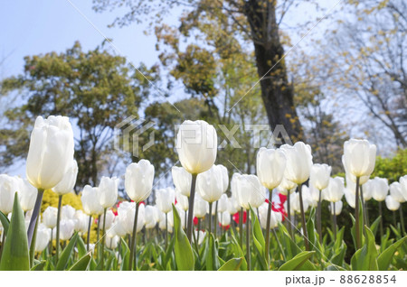 初夏のチューリップの花 初夏のチューリップの花 88628854