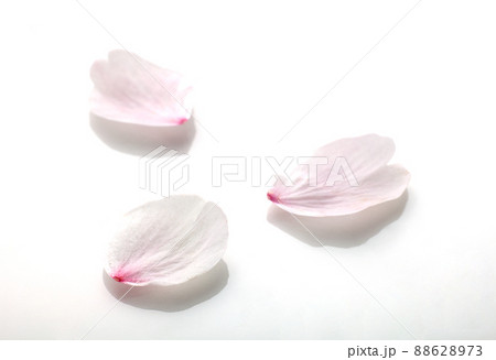 桜の背景素材 スタジオ撮影 桜の背景素材 スタジオ撮影 88628973
