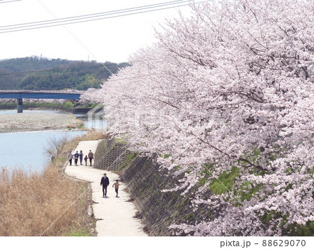 井原堤の桜 88629070