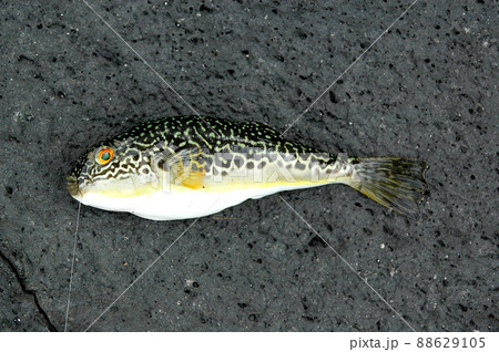 ムシフグが釣れた ムシフグが釣れた 88629105