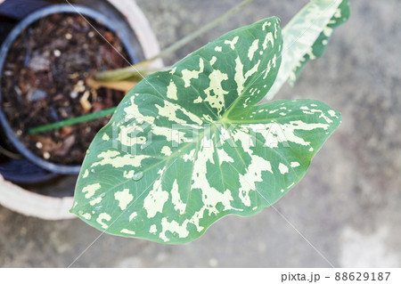 Caladium bicolor leaves in the garden Caladium bicolor leaves in the garden 88629187