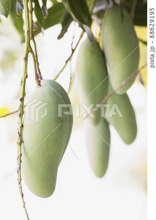 Nearly ripe mangoes are on the tree 88629195