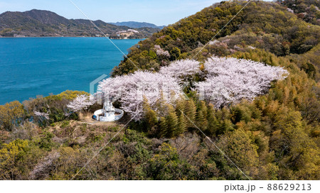 高根島の桜 88629213