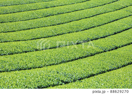 福岡県を代表するお茶の産地 美しい八女中央大茶園 福岡県を代表するお茶の産地 美しい八女中央大茶園 88629270