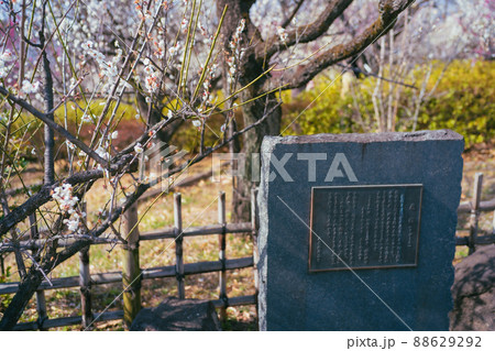羽根木公園の梅 88629292